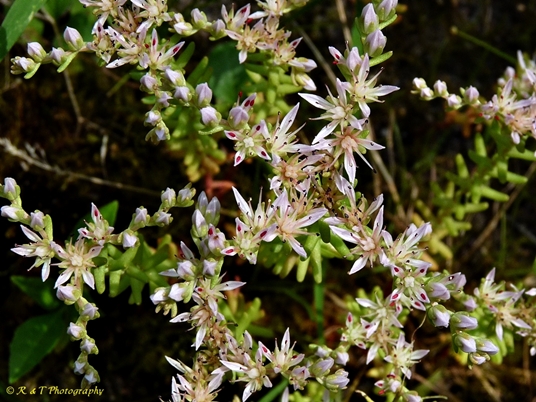 {Sedum pulchellum}